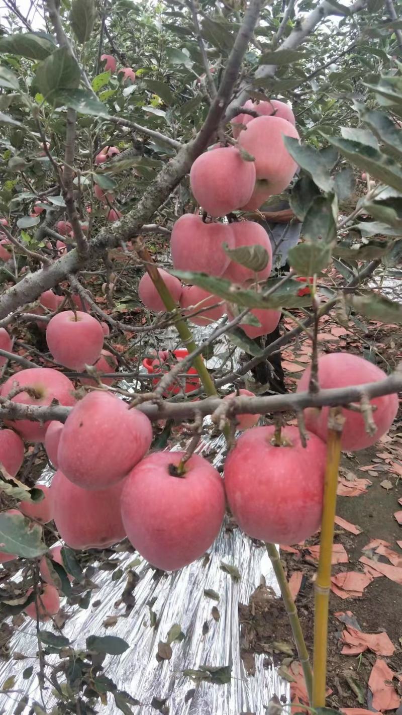 【推荐】膜袋红富士苹果脆甜皮薄产地直发对接各大市场