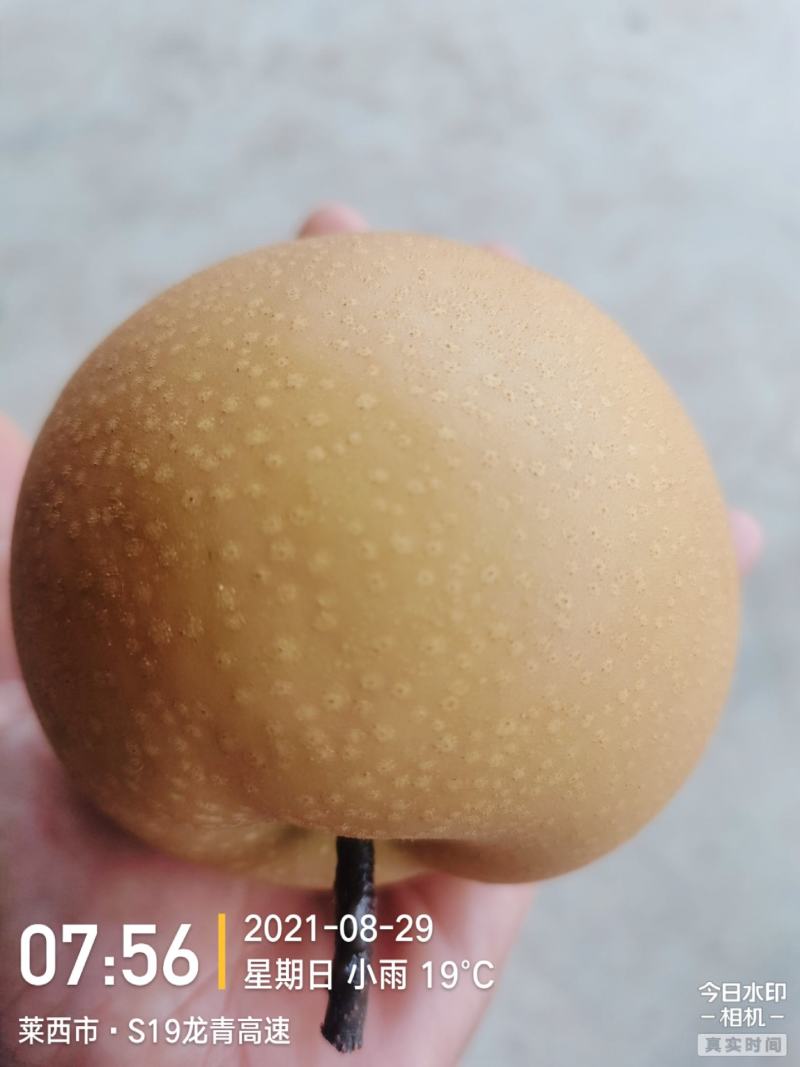 位于山东省青岛市莱西400亩秋月梨园对外出售，