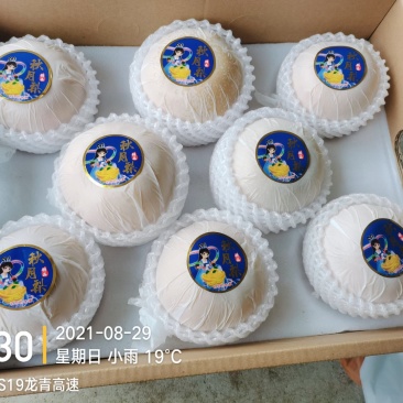 位于山东省青岛市莱西400亩秋月梨园对外出售，