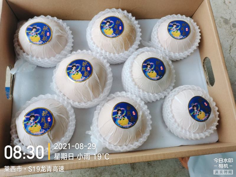 位于山东省青岛市莱西400亩秋月梨园对外出售，