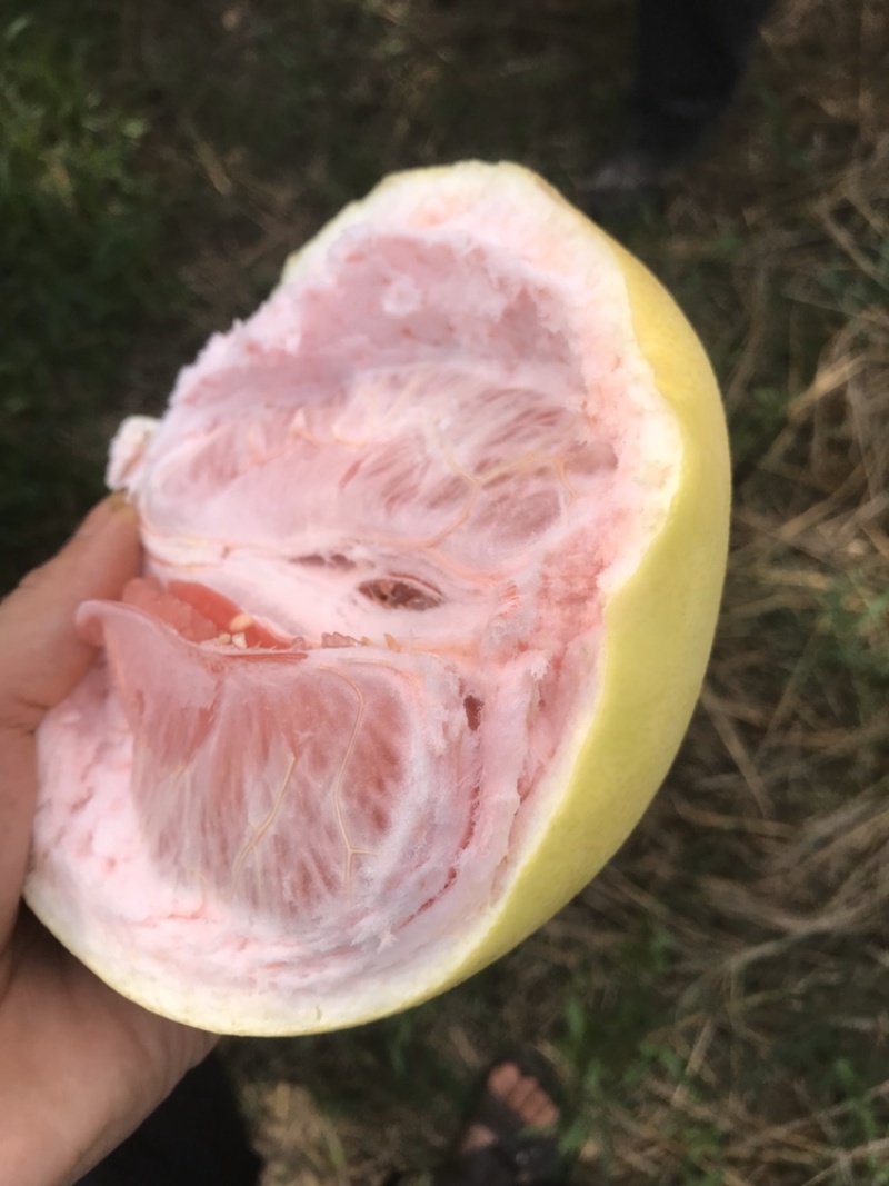 梅州大埔蜜柚红柚12年老树果皮薄水分多果型好看