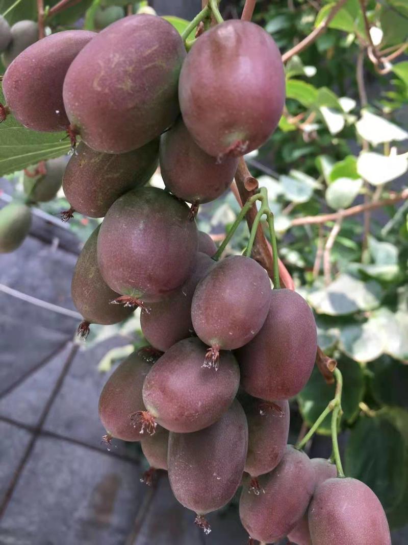 软枣猕猴桃好吃不贵，大家都爱吃的健康水果！