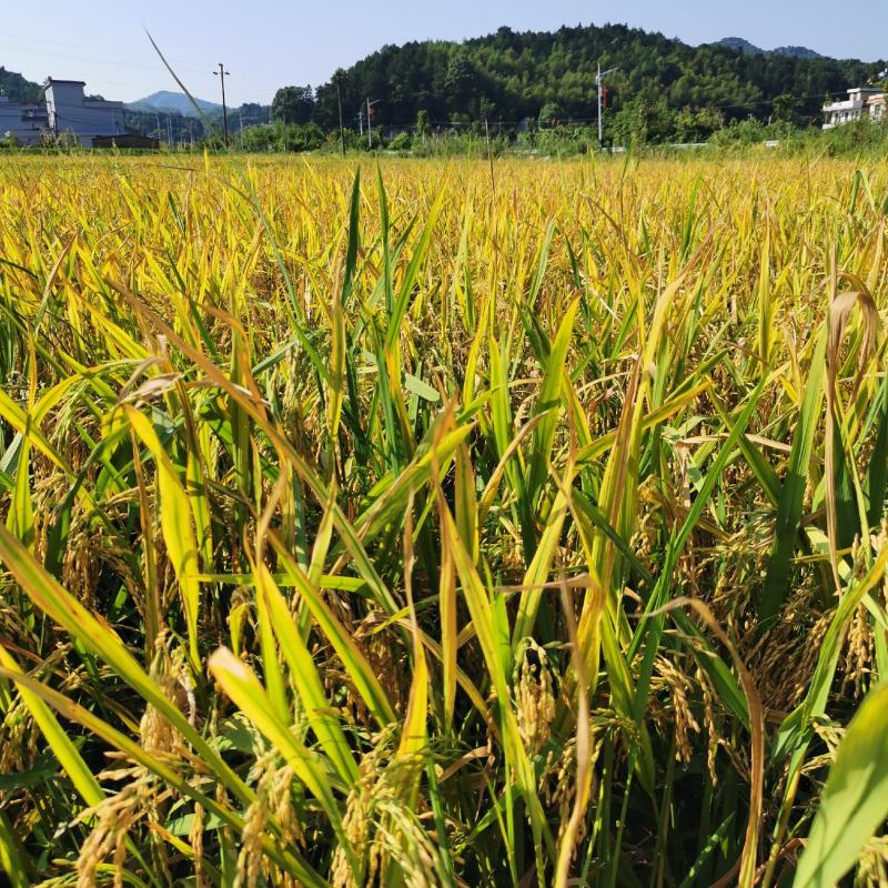 今年新晒籼稻谷一季稻喂鸡鸭碾米价格美丽