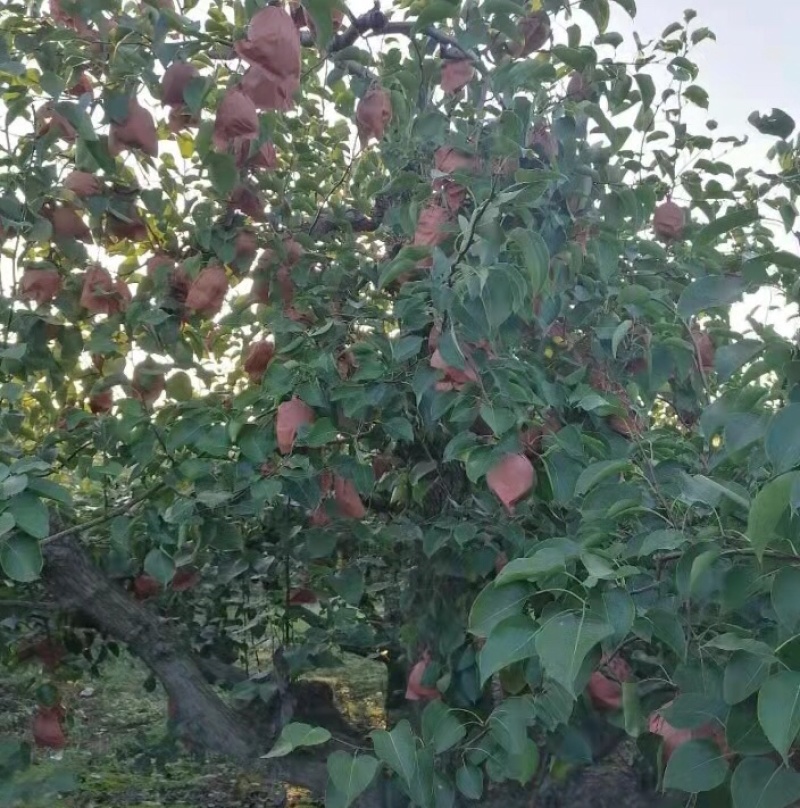 百亩果园大量酥梨成熟，甜度高，无病虫害，现摘现装