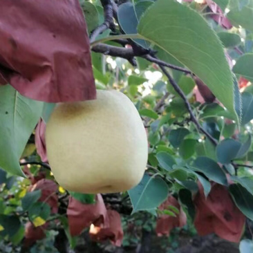 百亩果园大量酥梨成熟，甜度高，无病虫害，现摘现装