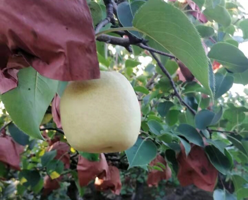 百亩果园大量酥梨成熟，甜度高，无病虫害，现摘现装