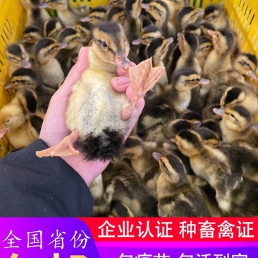 鸭苗大种麻鸭活苗番鸭火鸭绿头鸭杂交半番鸭苗活体小鸭子活苗