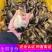 鸭苗大种麻鸭活苗番鸭火鸭绿头鸭杂交半番鸭苗活体小鸭子活苗