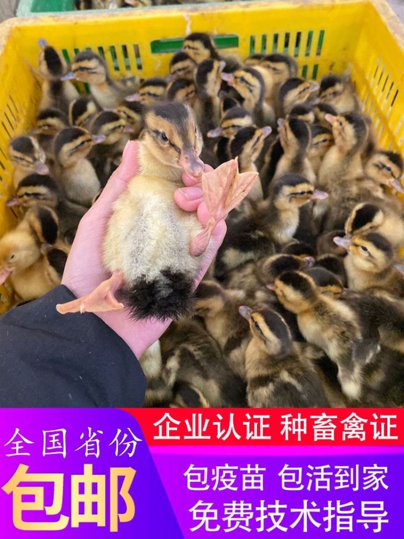 鸭苗大种麻鸭活苗番鸭火鸭绿头鸭杂交半番鸭苗活体小鸭子活苗