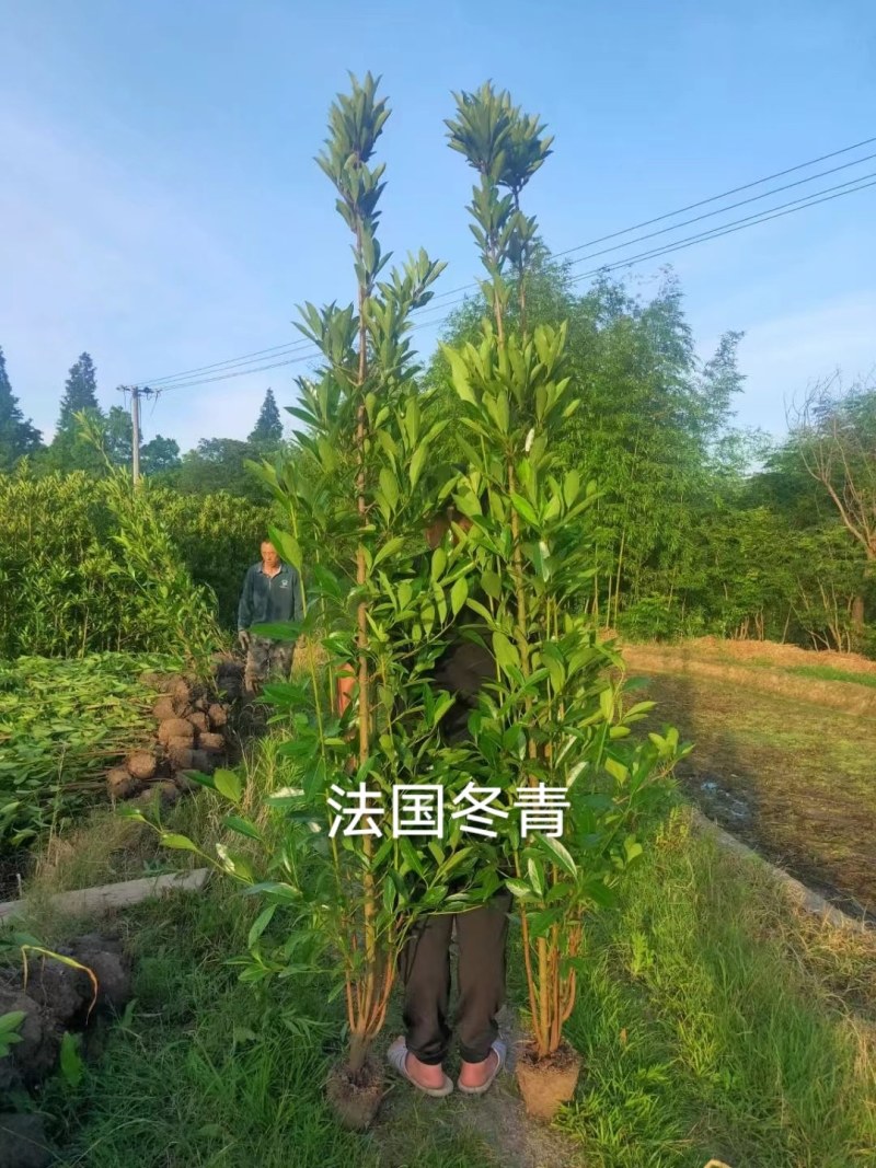 杜仲树苗米径2到4公分，大量有货，欢迎来电