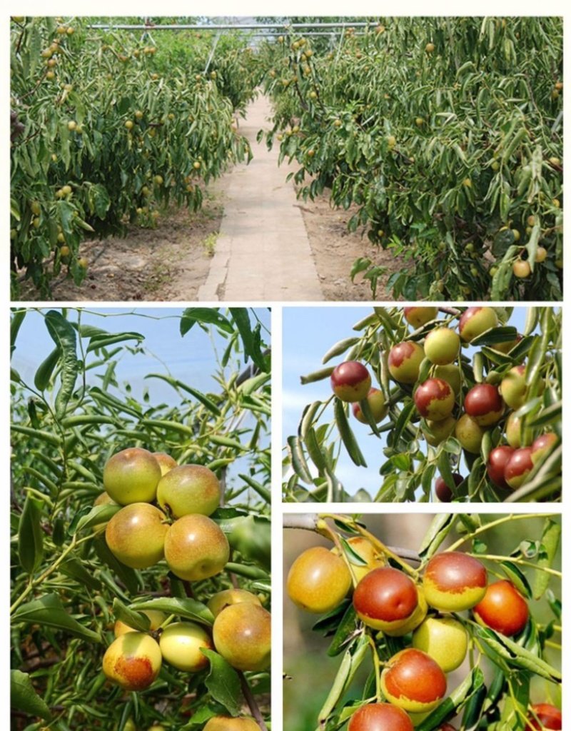 正宗沾化冬枣，基地直发，诚信经营口感脆甜，大量上市。