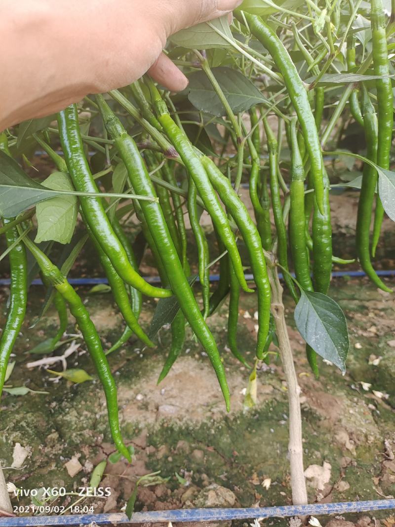 陕西蒲城大棚精品线椒上市中，颜色鲜亮，顺直，耐运输！