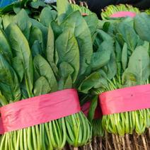 菠菜优质菠菜叶子相当有亮度市场商超供应全国