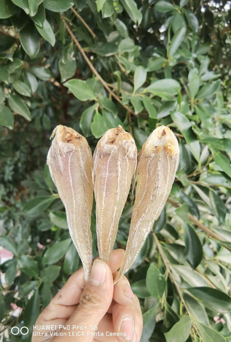 【一手货源】沙甲丁沙丁鱼小鱼干咸鱼干