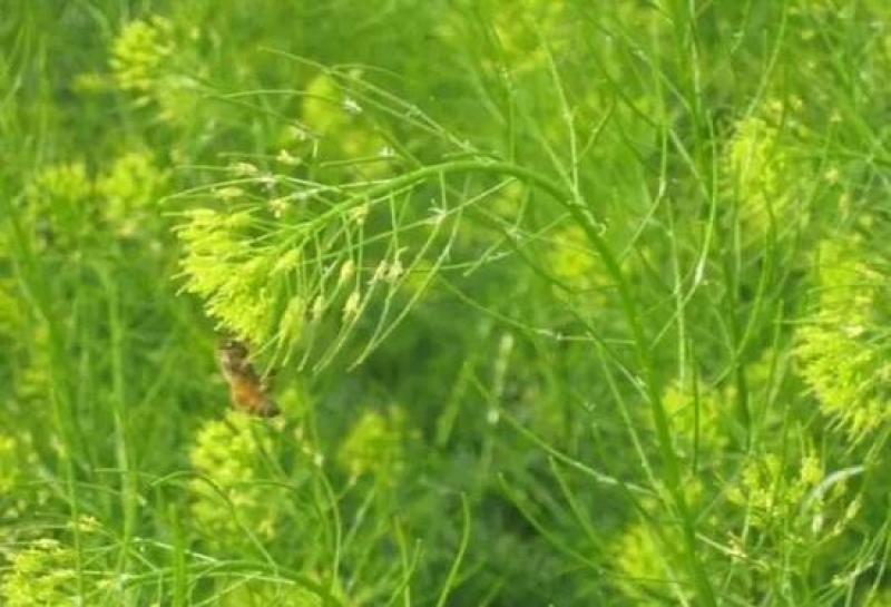 麦蒿种子中药材亭力子葶苈籽产量高发芽率高