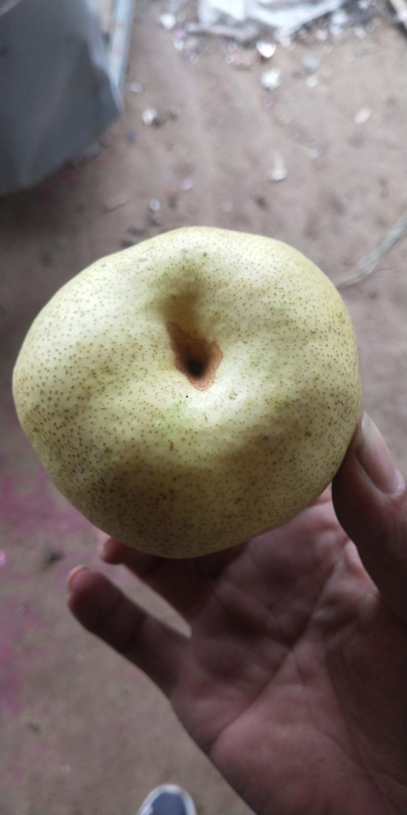 宁陵金顶谢花酥梨，皮薄多汁，甜度高，保质保量，可长期合作