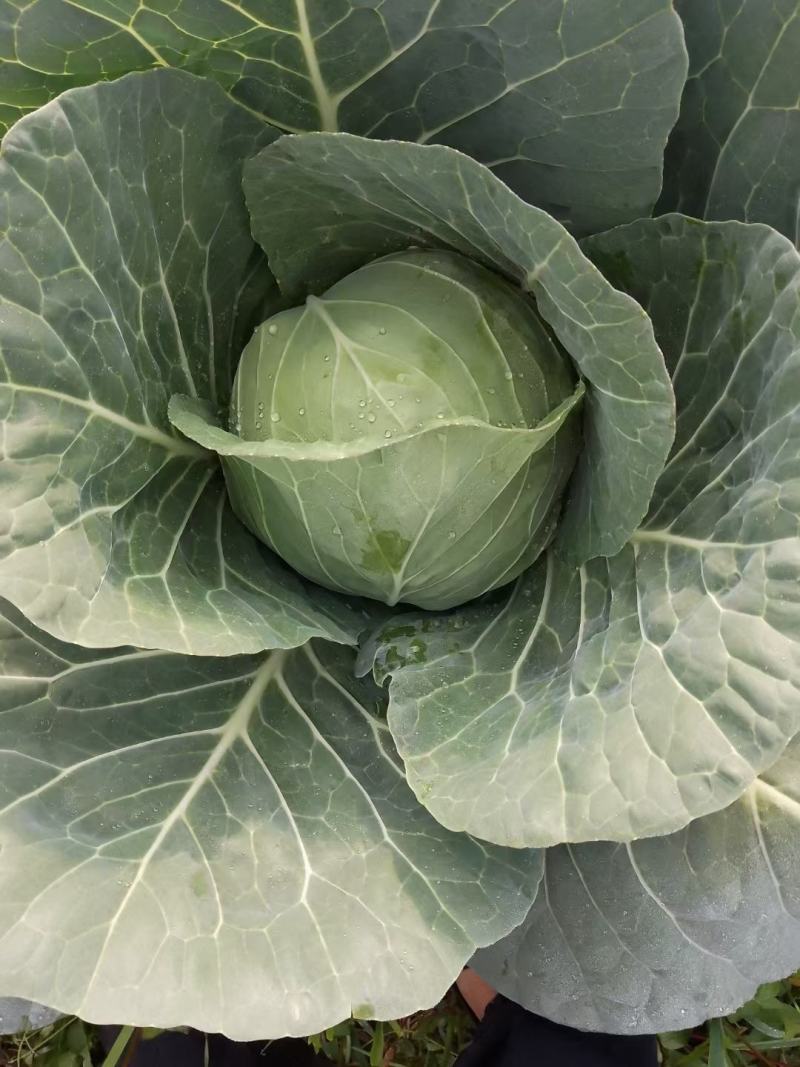 精品包菜精品甘蓝质量保证，个头均匀全国各地发货，欢迎联系