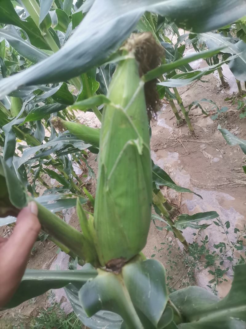 万糯2000-白糯玉米-价格随行就市-大量联系质量保证