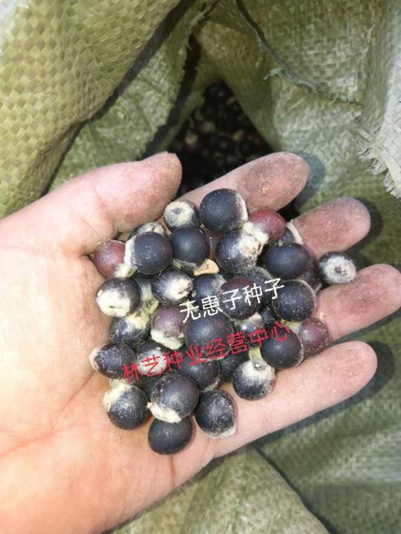 新采无患子种子金叶无患籽行道树绿化肥皂树洗手果木患子