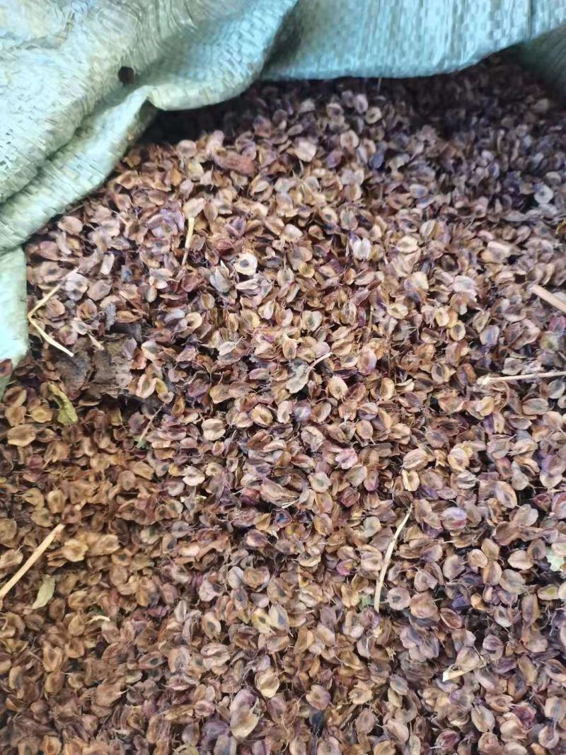 甘肃优质产新大黄种籽，出芽率高，干净无杂质！