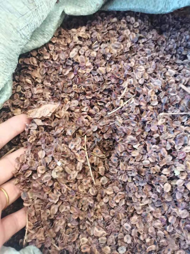 甘肃优质产新大黄种籽，出芽率高，干净无杂质！