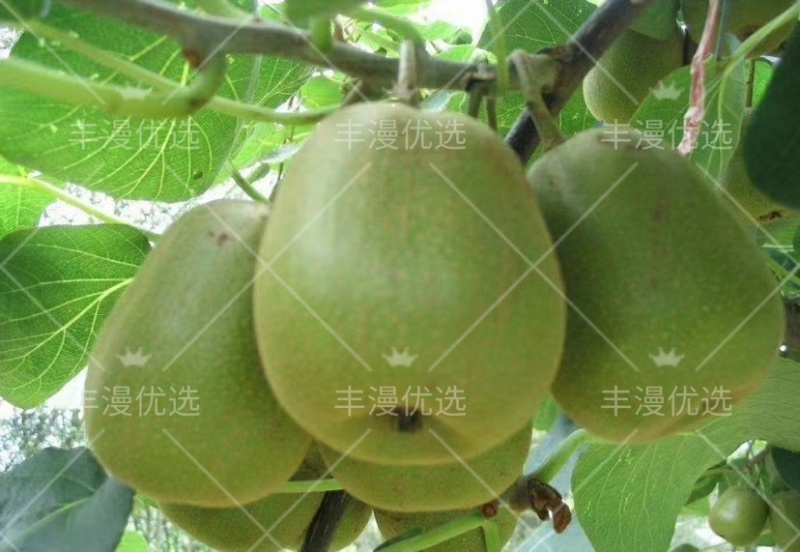 苍溪红心猕猴桃