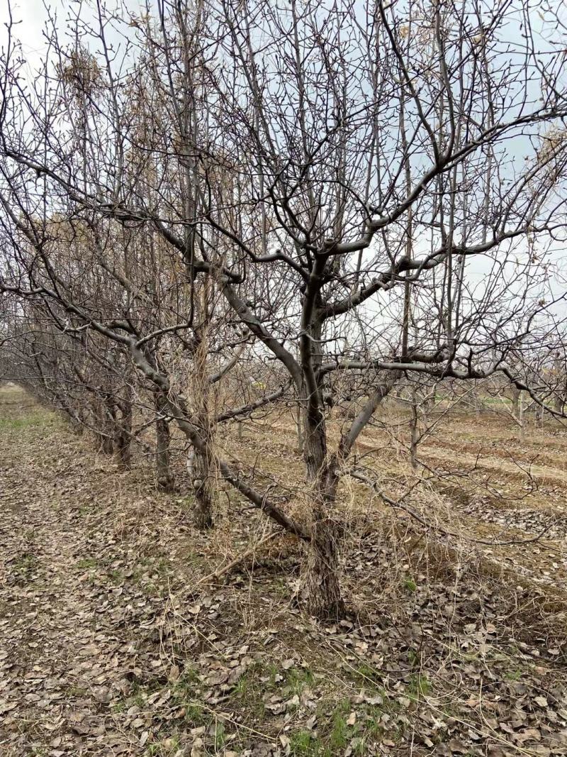 梨树15/25公分，品种齐全，规格齐全，一手货源