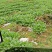 原产地各种包菜大量上市，欢迎各位老板订购