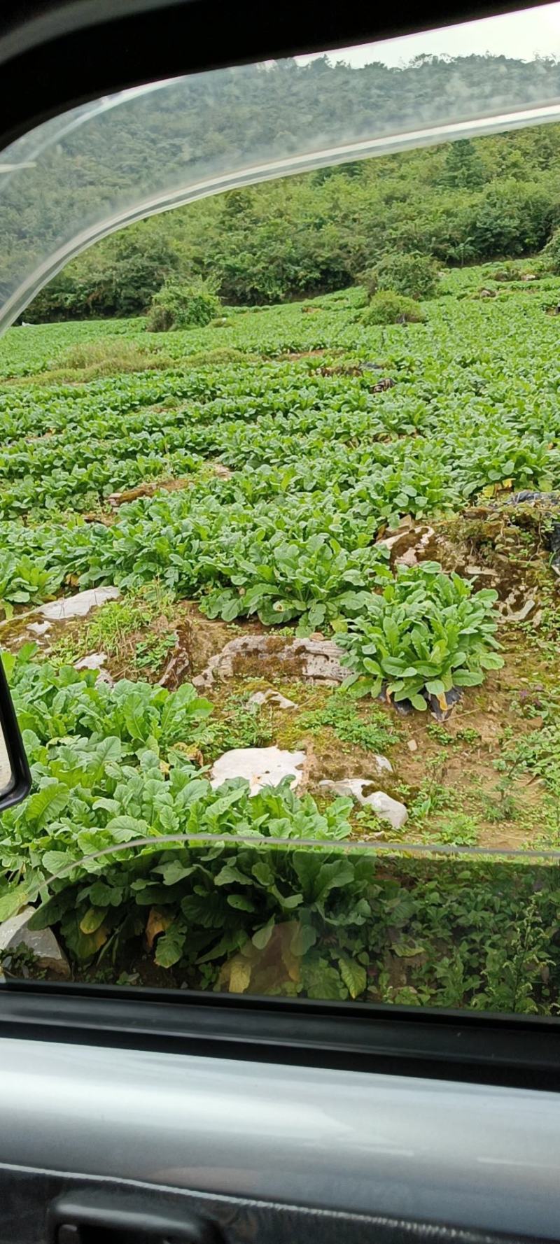 原产地各种包菜大量上市，欢迎各位老板订购