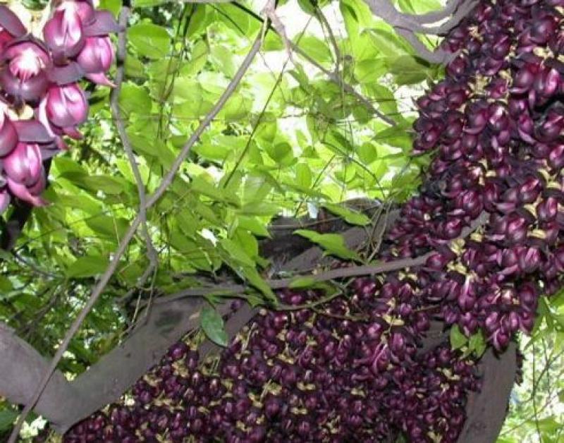 优质油麻藤种子牛马藤常绿油麻藤优质实拍花卉蔬菜林木种子