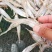 毛花鱼毛鱼学名湖鲚，又称刀鲚、毛毛草鱼、凤尾鱼等。无沙