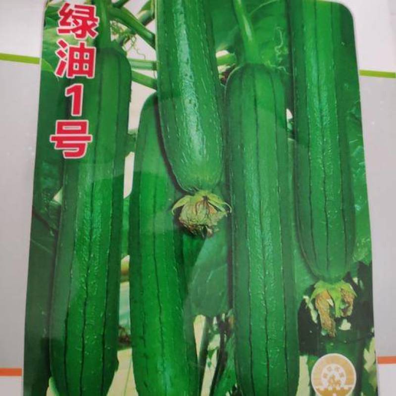 精品丝瓜，常年有货，代办代发，诚信代办，