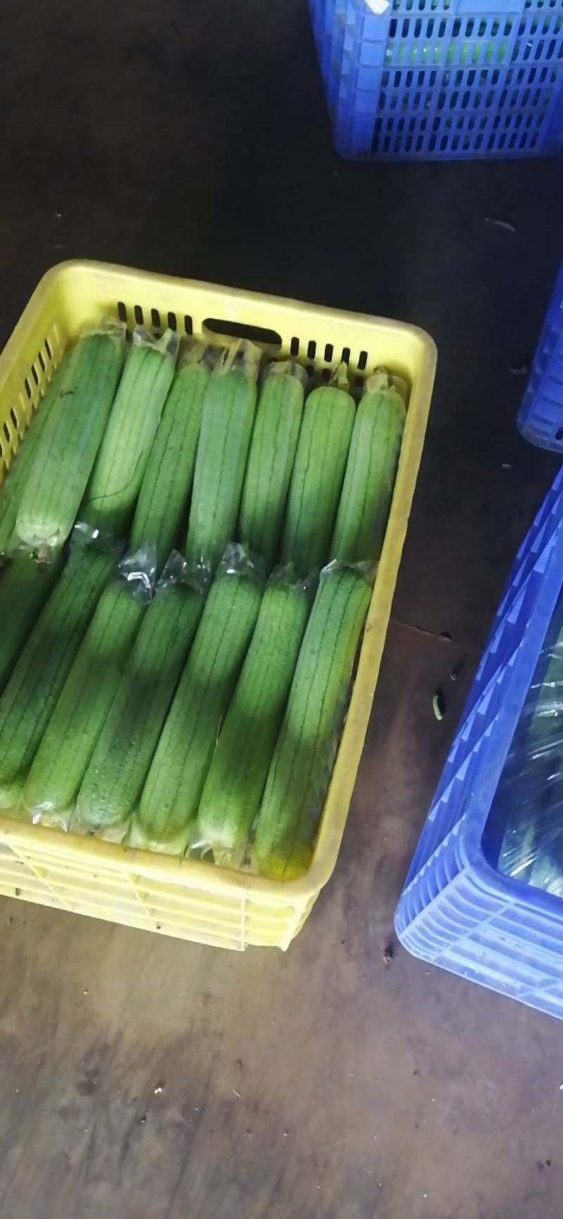 精品丝瓜，常年有货，代办代发，诚信代办，