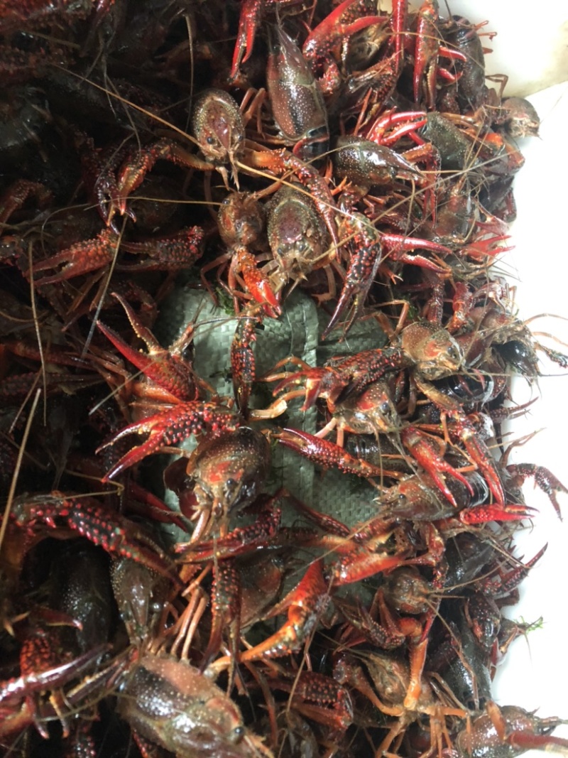 湖北监利精养塘深水虾中青20克到30克便宜出