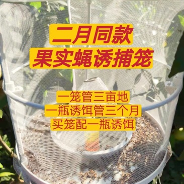 二月同款果实蝇诱捕笼，三亩地只需要一个，代替果实蝇版诱蝇