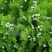 四季常青树种侧柏种子扁柏可嫁接龙柏四季可播柏树种子