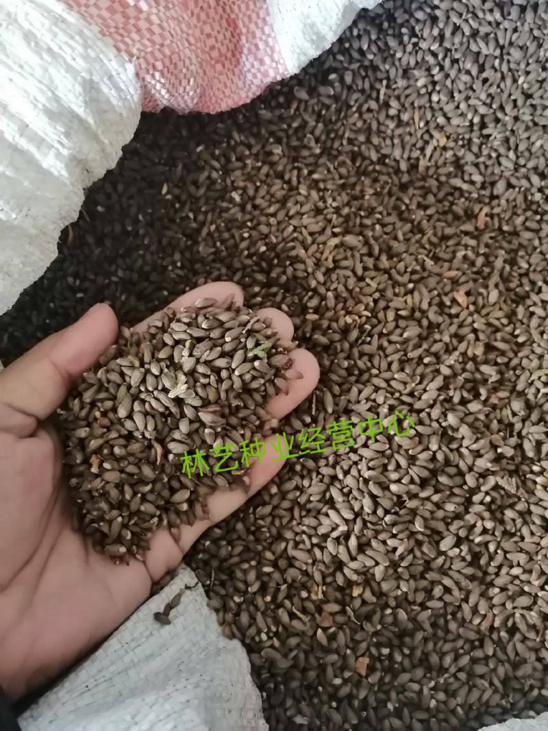 四季常青树种侧柏种子扁柏可嫁接龙柏四季可播柏树种子