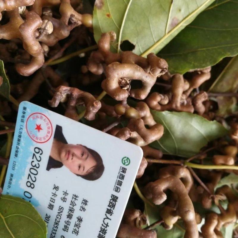 拐枣红拐枣苗万寿果苗三年苗柺枣定植后隔年可挂果