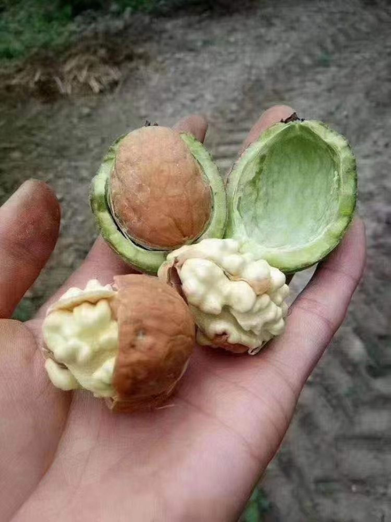 核桃，出自中国核桃之乡大姚的纸皮核桃