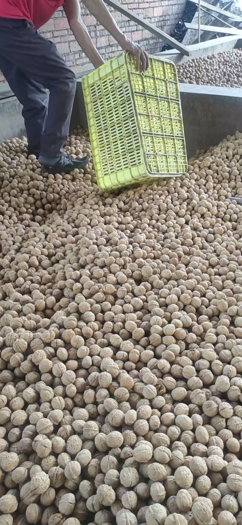 核桃，出自中国核桃之乡大姚的纸皮核桃