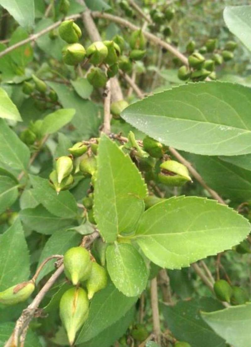 多年生草本药用连翘种子木犀科花卉绿植盆栽园艺易种耐寒种子