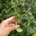多年生草本药用连翘种子木犀科花卉绿植盆栽园艺易种耐寒种子