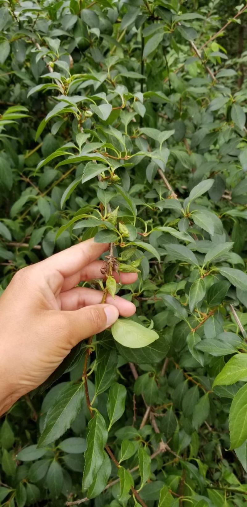 多年生草本药用连翘种子木犀科花卉绿植盆栽园艺易种耐寒种子