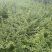 多年生草本药用连翘种子木犀科花卉绿植盆栽园艺易种耐寒种子