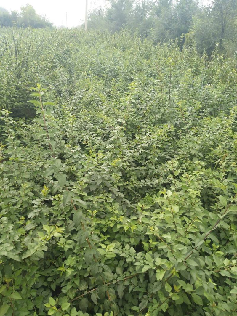 多年生草本药用连翘种子木犀科花卉绿植盆栽园艺易种耐寒种子