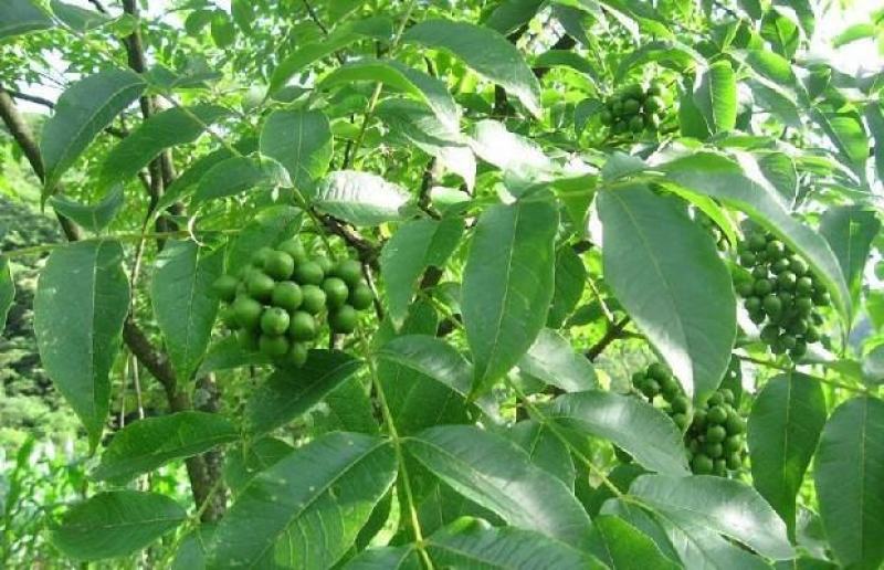 黄柏种子黄檗柏檗木黄菠萝绿化行道林木苗木树种子