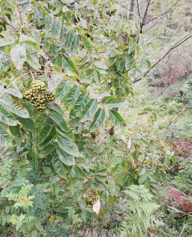 黄柏种子黄檗柏檗木黄菠萝绿化行道林木苗木树种子