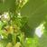 林木种子椴树种子椴种子青科榔、大椴树、大叶椴
