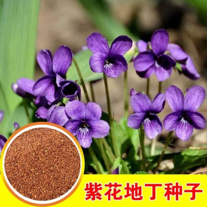 紫花地丁种子多年生耐寒花籽庭院阳台室外四季播地被矮生种籽