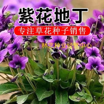 紫花地丁种子多年生耐寒花籽庭院阳台室外四季播地被矮生种籽